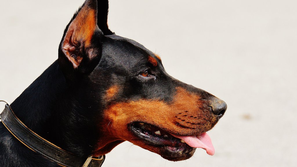 je li doberman radni pas