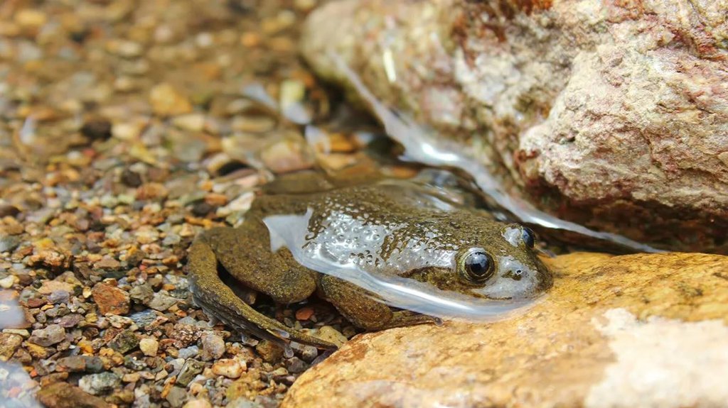 KIŠA ŽIVOTINJA – žabe, ribe zmije 🌧️ 🐸 | Red Portal